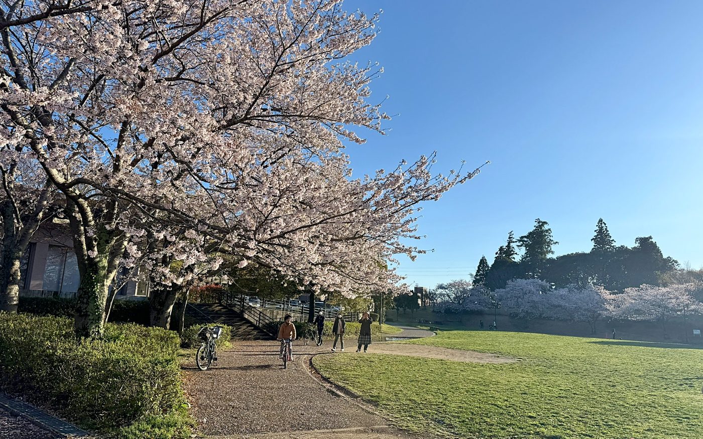 桜が咲く公園の小道