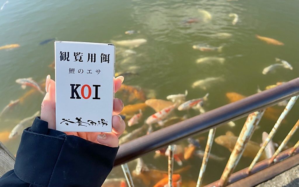 池の鯉と観覧用の餌